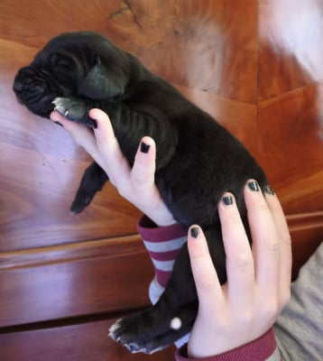 Les chiots de Dogue allemand