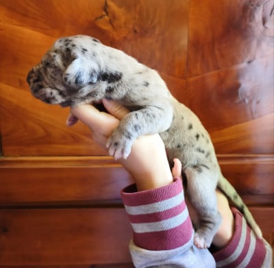 Les chiots de Dogue allemand