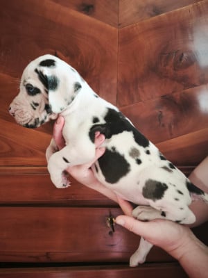 Les chiots de Dogue allemand