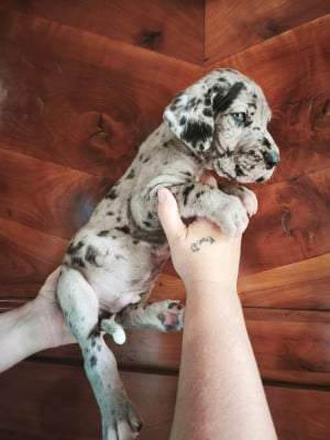 Les chiots de Dogue allemand