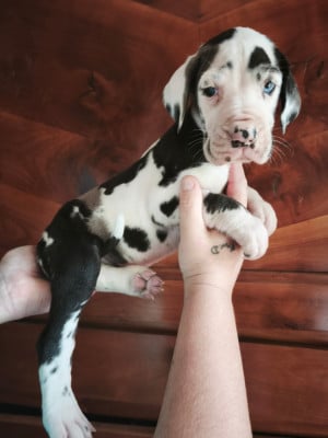 Les chiots de Dogue allemand