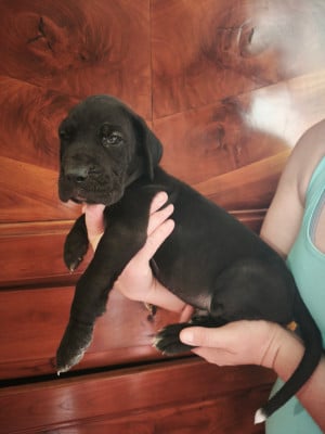 Les chiots de Dogue allemand