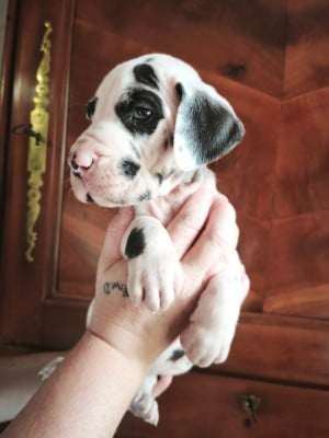 Les chiots de Dogue allemand