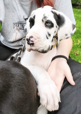 Les chiots de Dogue allemand