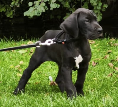 Les chiots de Dogue allemand