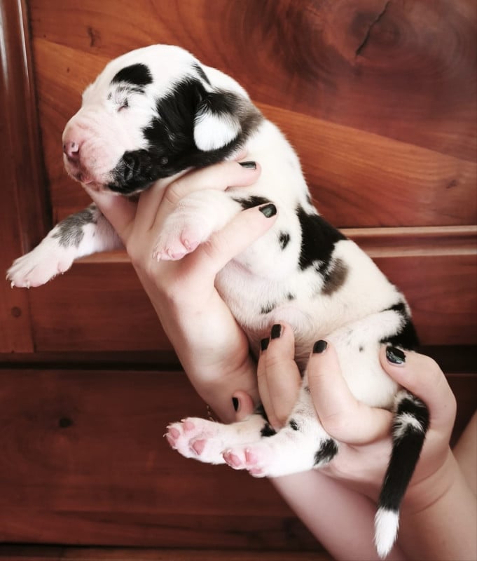 Dogue allemand - Dogs Of Djwil