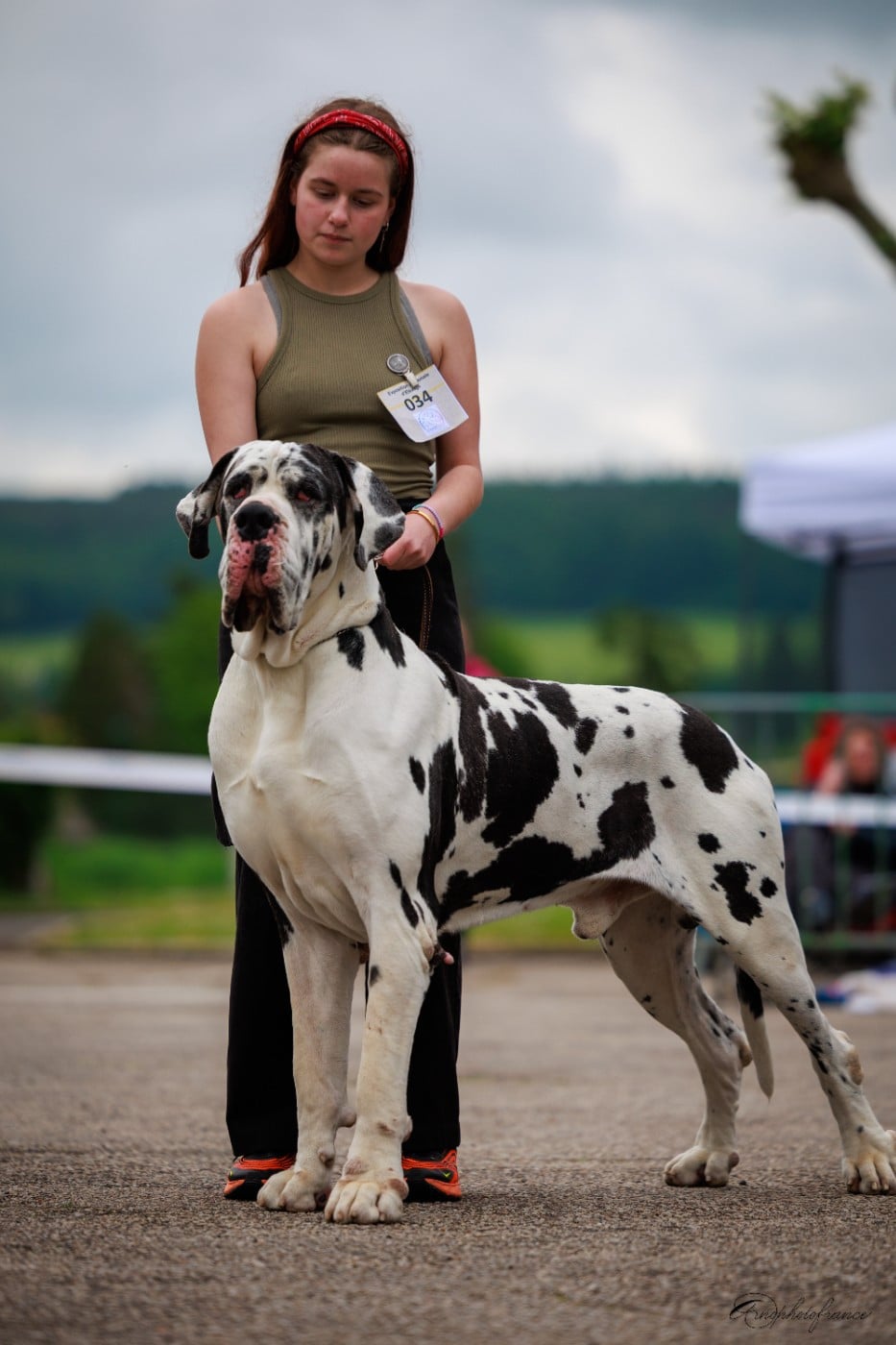 Poseidon Dogs Of Djwil - 1er Excellent // Classe Senior