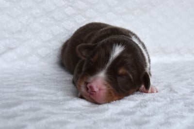 Les chiots de Berger Australien