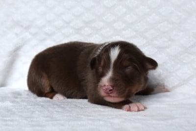 Les chiots de Berger Australien