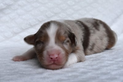 Les chiots de Berger Australien