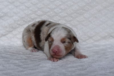 Les chiots de Berger Australien