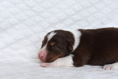 Les chiots de Berger Australien