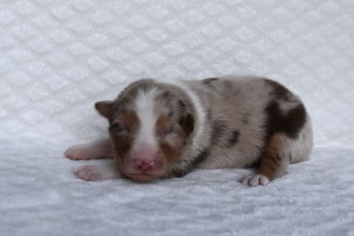 Les chiots de Berger Australien