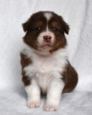 Les chiots de Berger Australien