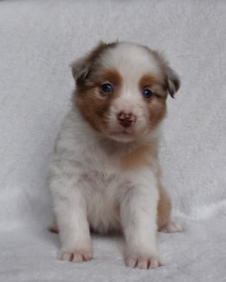 Les chiots de Berger Australien