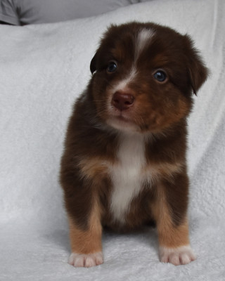 Les chiots de Berger Australien