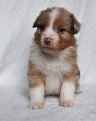 Les chiots de Berger Australien