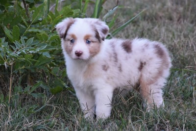 Les chiots de Berger Australien