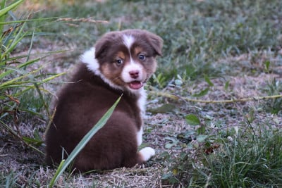 Les chiots de Berger Australien