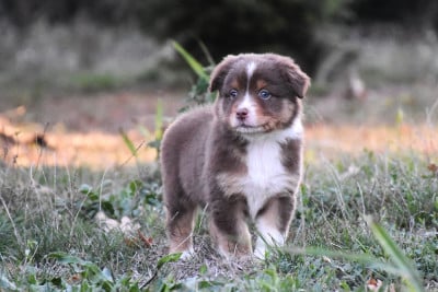 Les chiots de Berger Australien