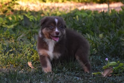 Les chiots de Berger Australien