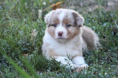 Les chiots de Berger Australien