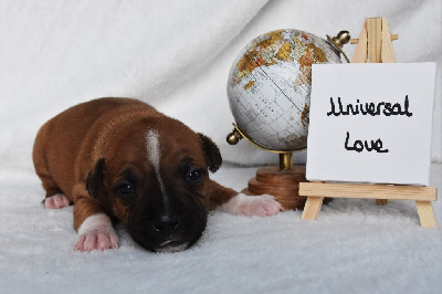 Universal Love - Staffordshire Bull Terrier
