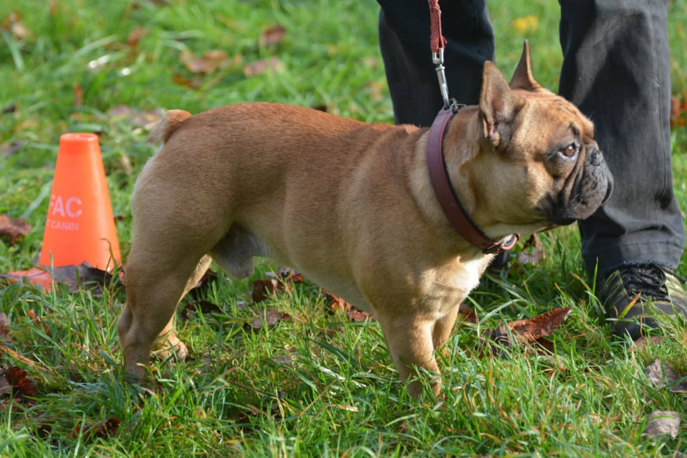 Publication : (Sans Affixe) Auteur : Jp pillet