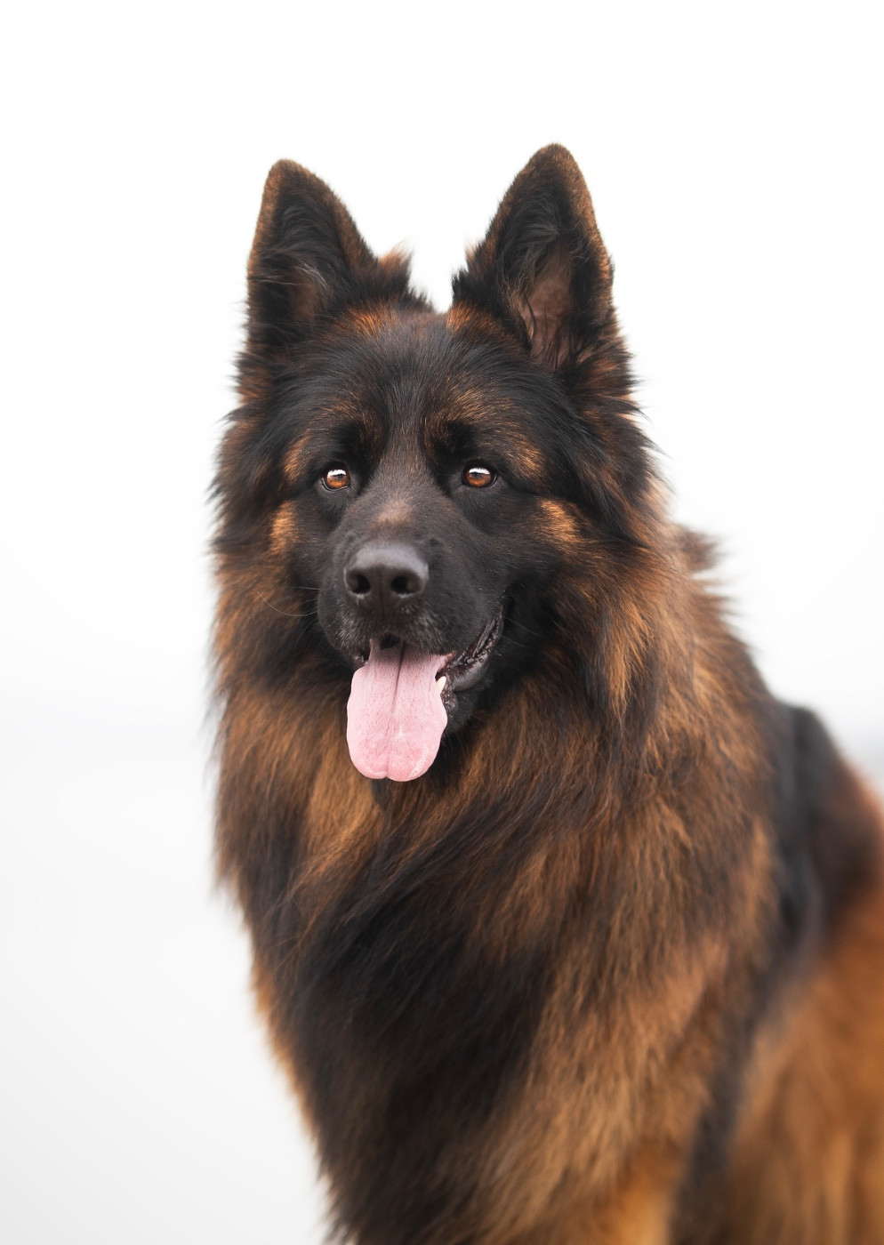 Venom de starke wolfe