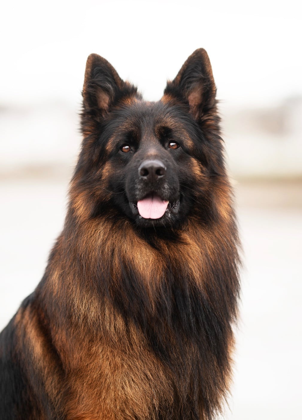 Venom de starke wolfe