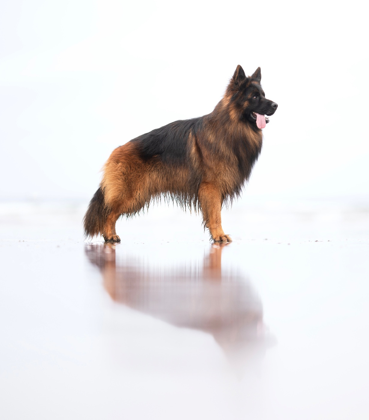 Venom de starke wolfe