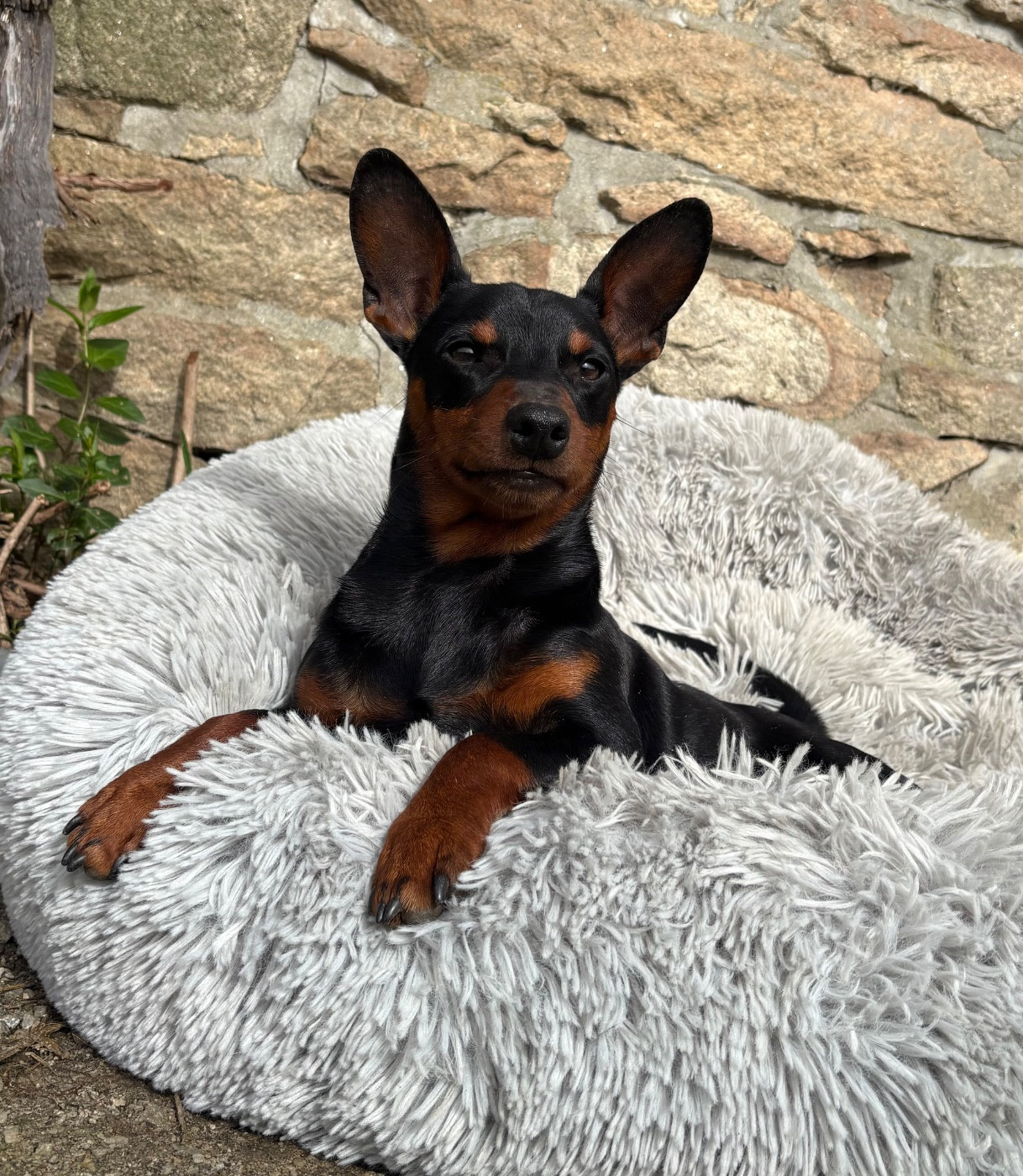 Diamond egoist Kraft-Kevin