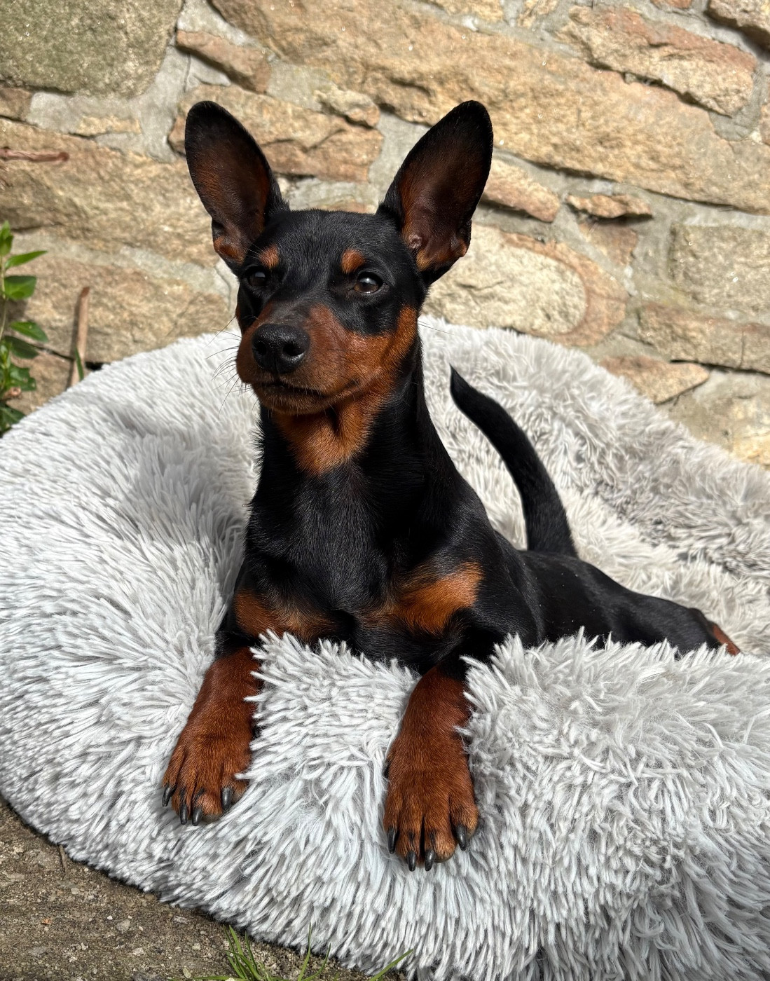 Diamond egoist Kraft-Kevin