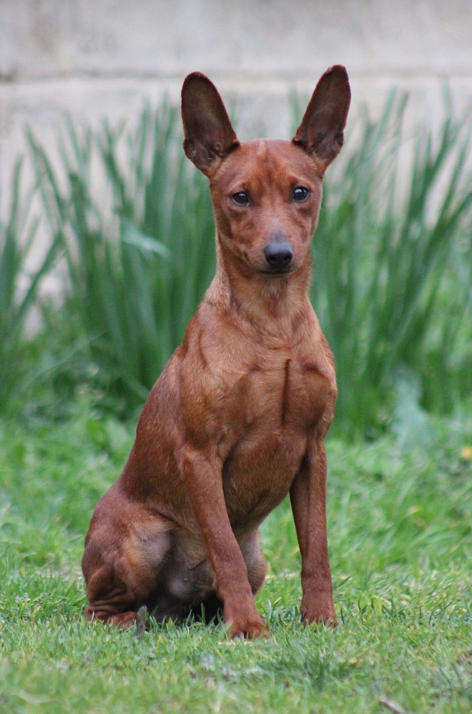 Diamond egoist Elius-Elizar