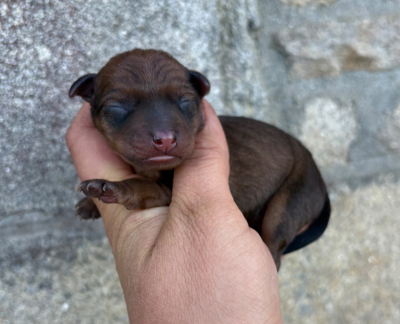 CHIOT 3 - Pinscher nain