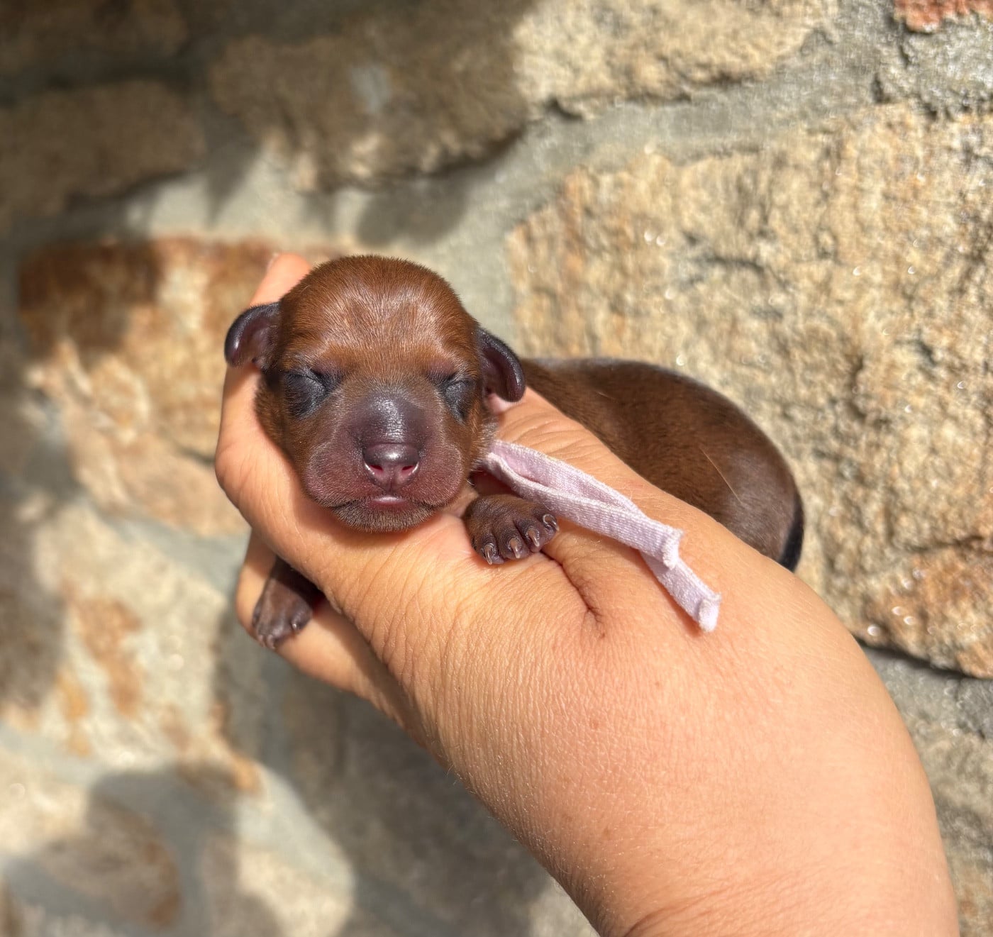 collier mauve - Pinscher nain