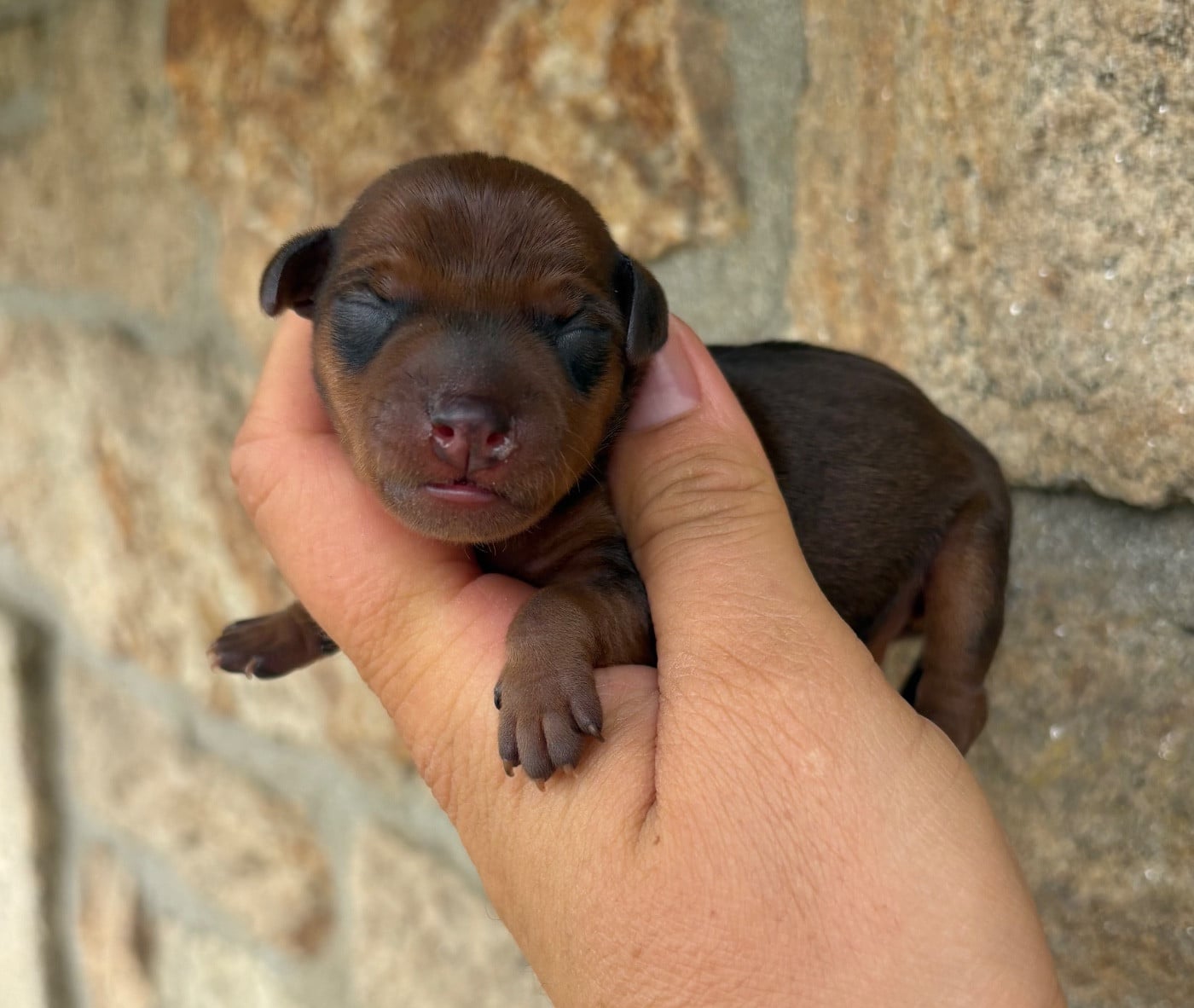 Collier mauve - Pinscher nain