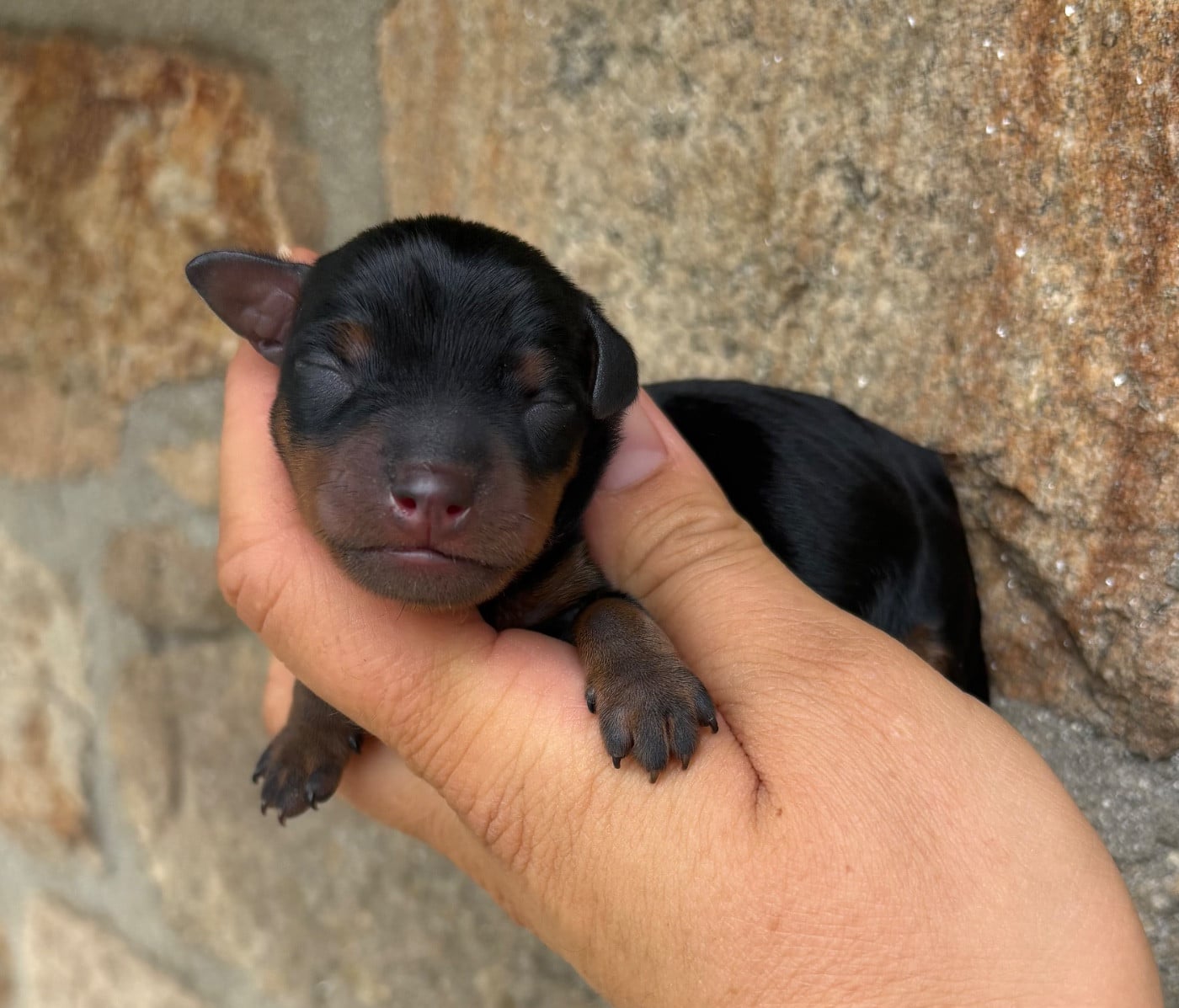 Collier bleu - Pinscher nain