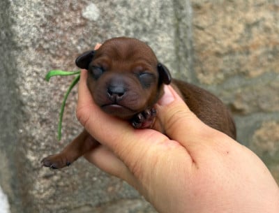 Les chiots de Pinscher nain