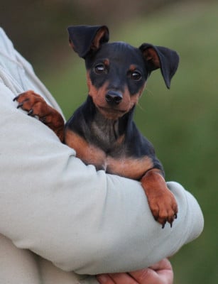 Pinscher nain