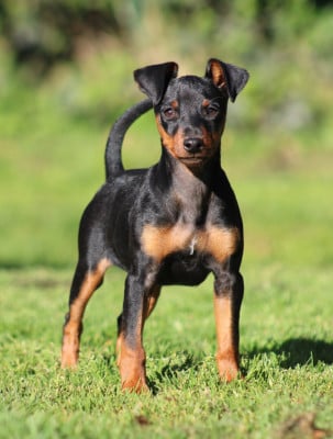 Les chiots de Pinscher nain