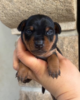 Les chiots de Pinscher nain