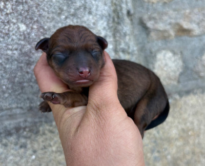 Les chiots de Pinscher nain