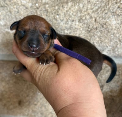 Les chiots de Pinscher nain