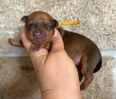 Les chiots de Pinscher nain