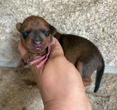 Les chiots de Pinscher nain