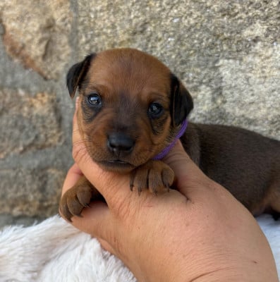 Les chiots de Pinscher nain