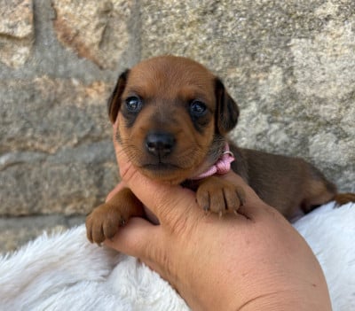 Les chiots de Pinscher nain