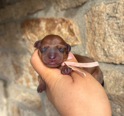 Les chiots de Pinscher nain