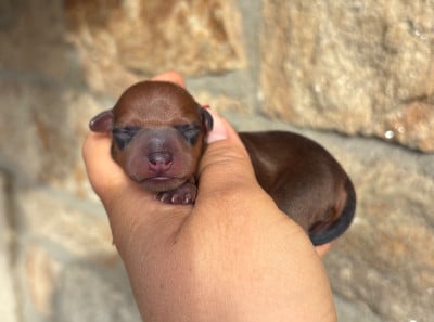 Les chiots de Pinscher nain